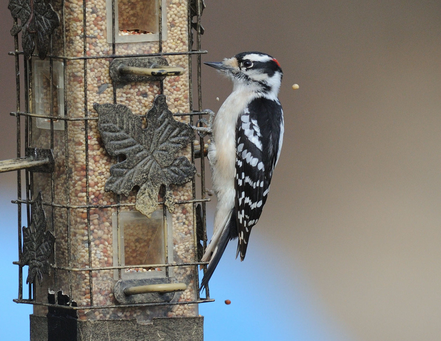 Downy woodpeckers will likely be the most seen woodpecker around feeders. They are the smallest species and closely resemble the hairy woodpecker, which is a little larger, has a longer bill and does not have spots on the outmost of its tail feathers as the downy has.